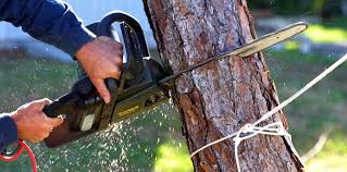 Trusted Conneaut, OH Tree Removal Experts