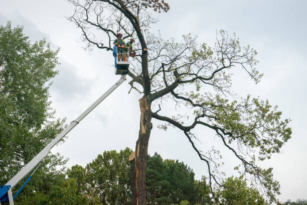 How Our Tree Care Process Works  in  Conneaut, OH